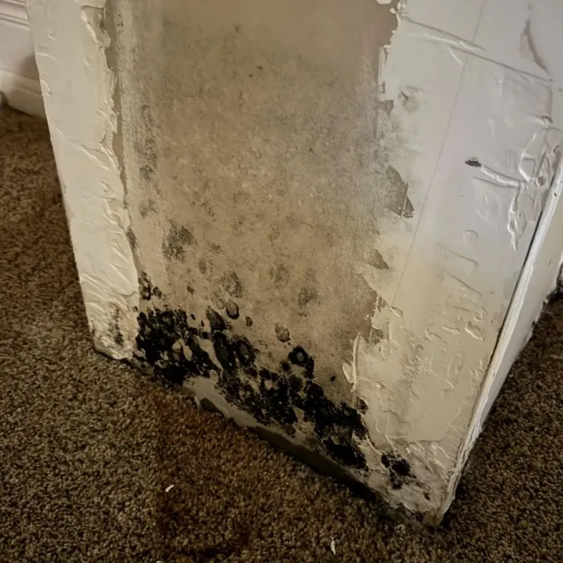 Professional Mold Removal in Bradbury, CA